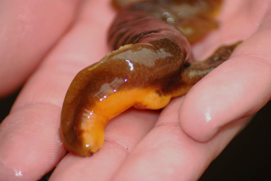 Taricha granulosa male missing half its tail