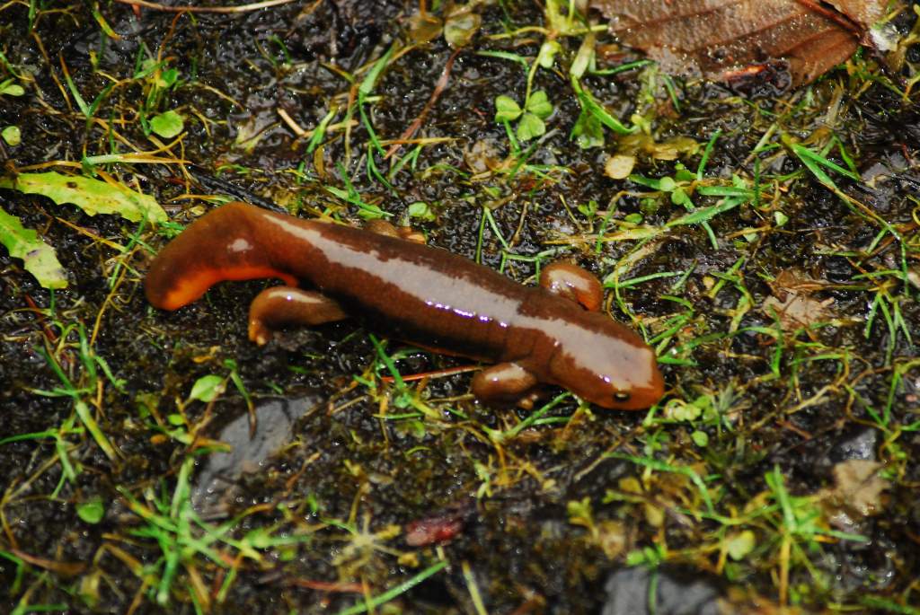 Taricha granulosa male with half a tail