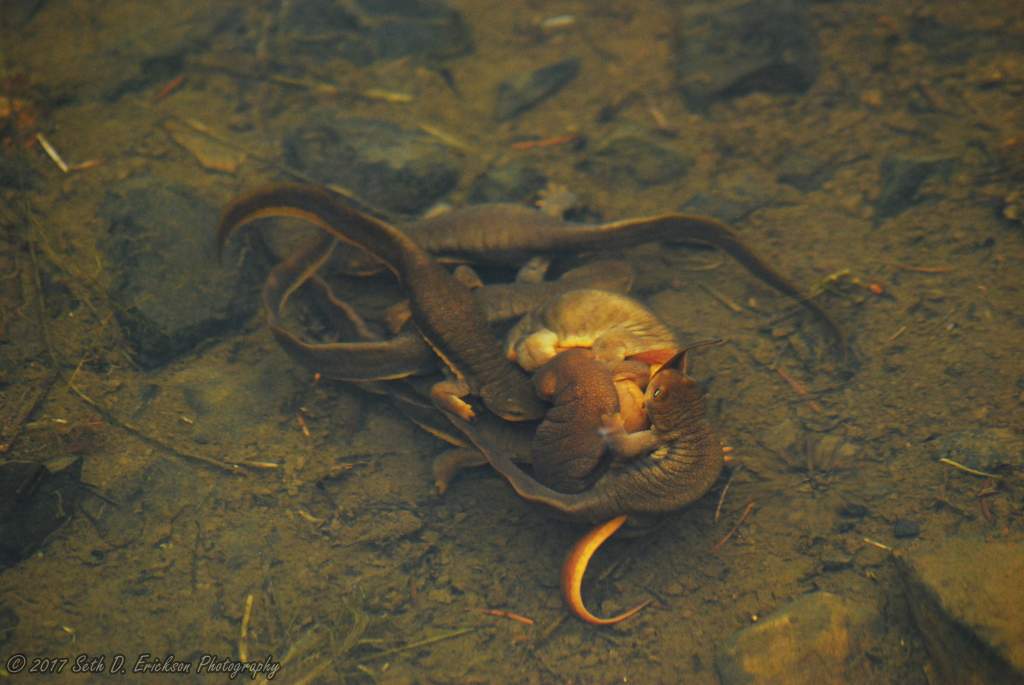 Taricha granulosa mating ball