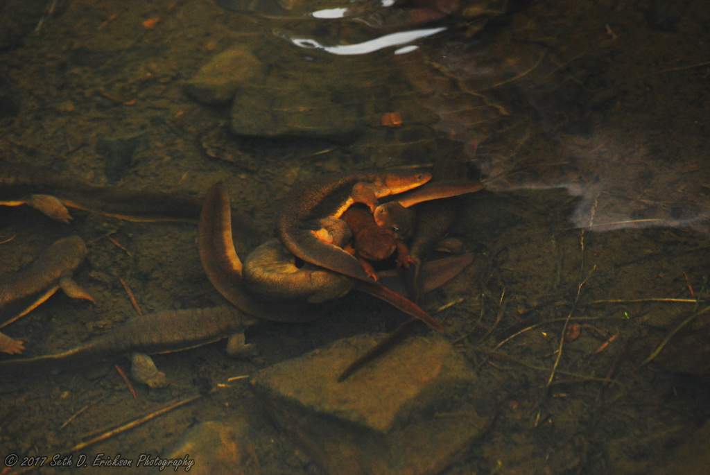 Taricha granulosa mating ball