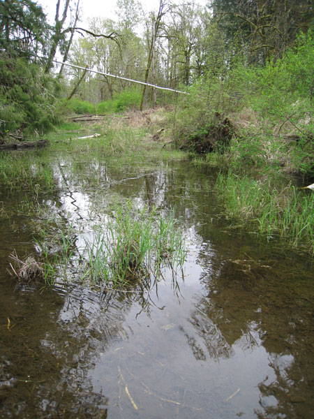 Taricha habitat Clackamas Co