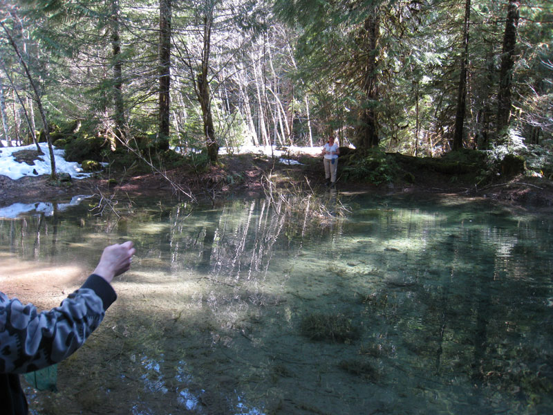 Taricha habitat Opal Creek