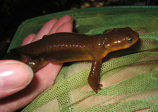 Taricha male Opal Creek