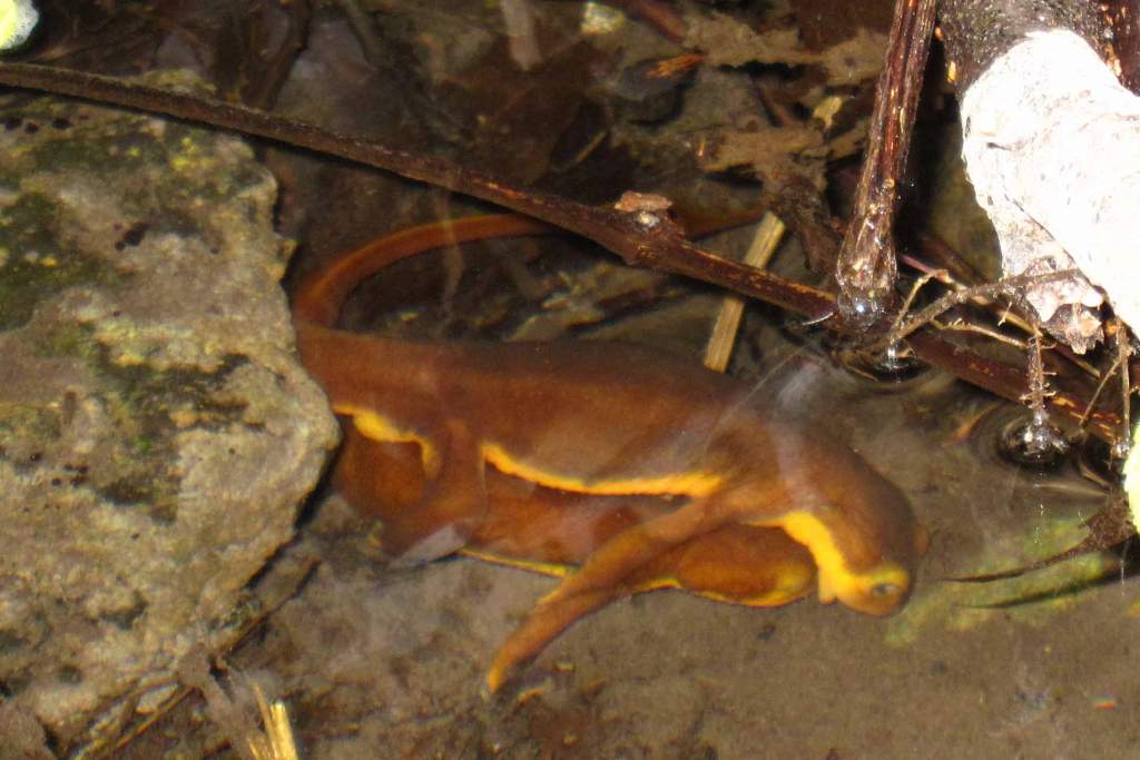 Taricha torosa amplexus 4