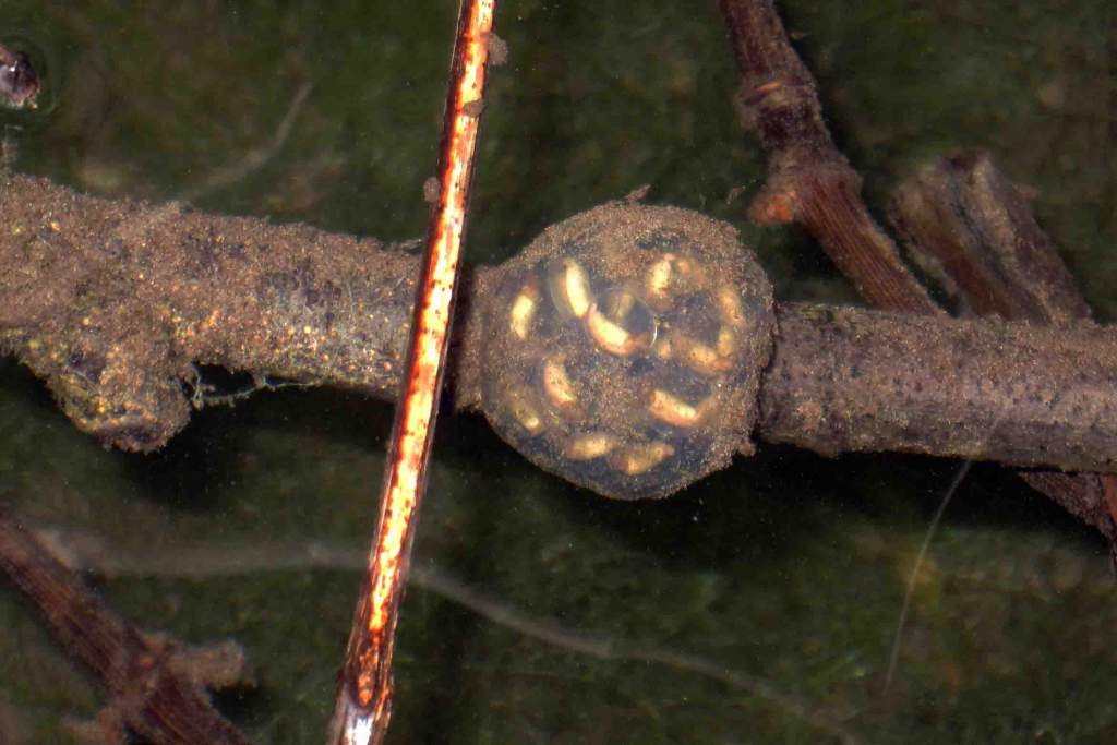 Taricha torosa embryos