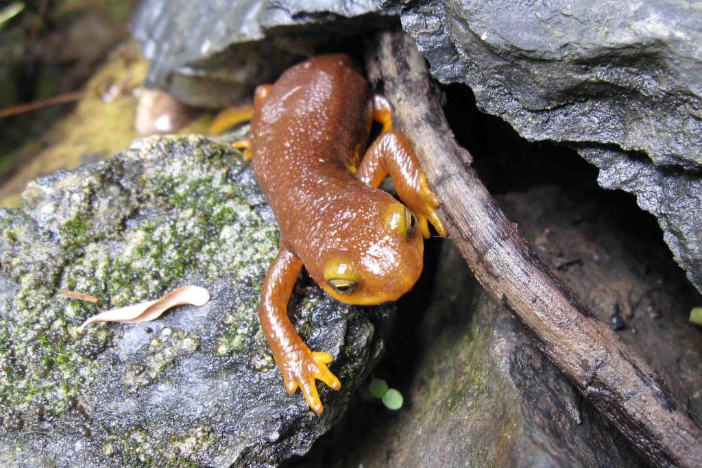 Taricha torosa emerging 2