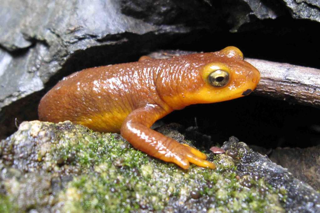 Taricha torosa emerging