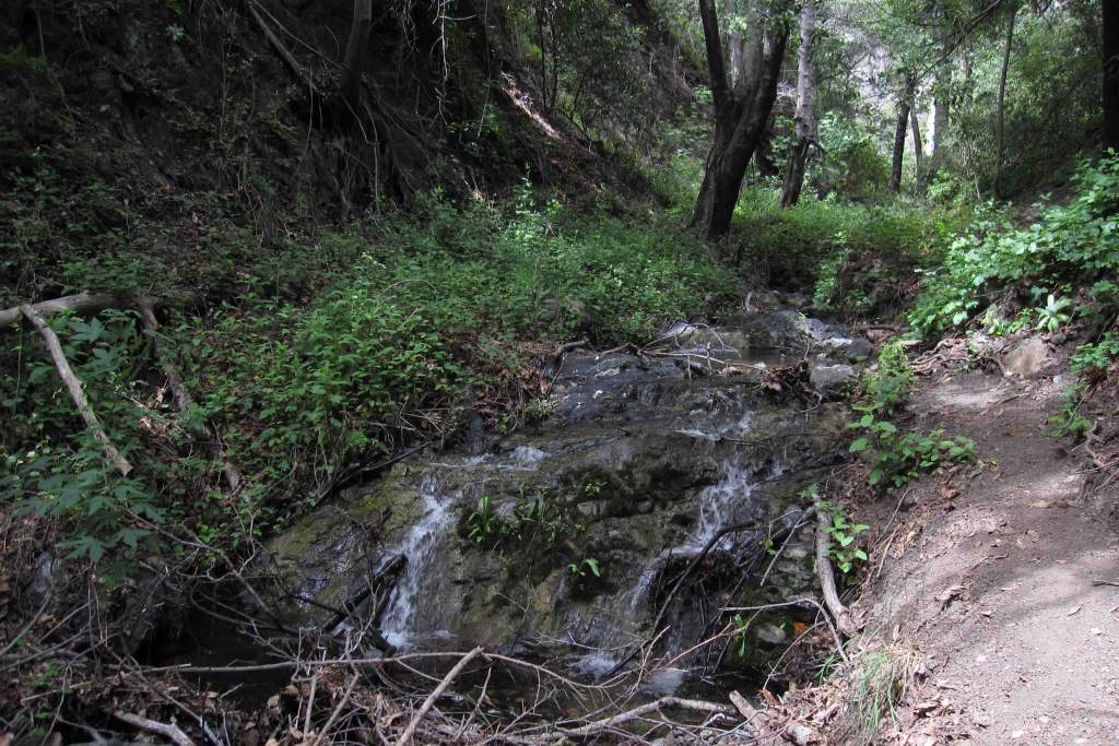 Taricha torosa habitat