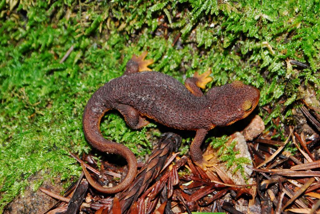 Taricha torosa juvenile