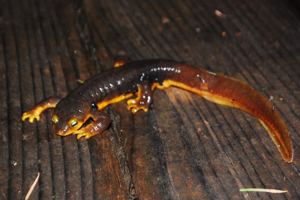 Taricha torosa male, the first one i'd ever found