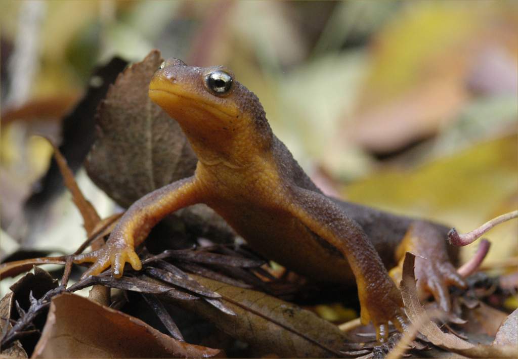 Taricha torosa torosa terrestrial form