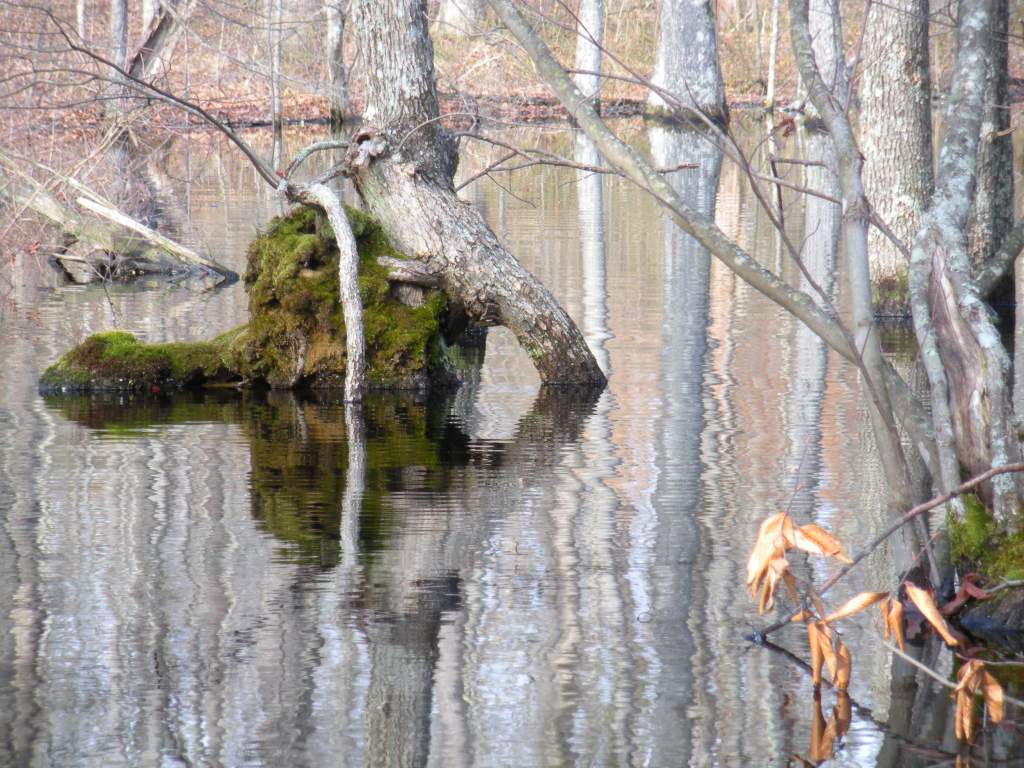 Tate's Cove pond on a rare nice day (in fact, this was the same day we had a tornado).