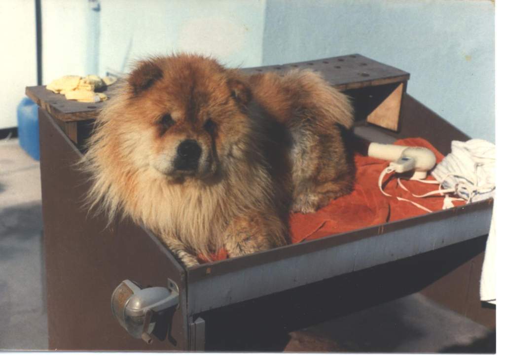 Taz (Lin Su's Raz Mah Taz).  Taz has been awarded many 1st place ribbons and a couple of best of breeds.  She was the envy of chow breeders in her day