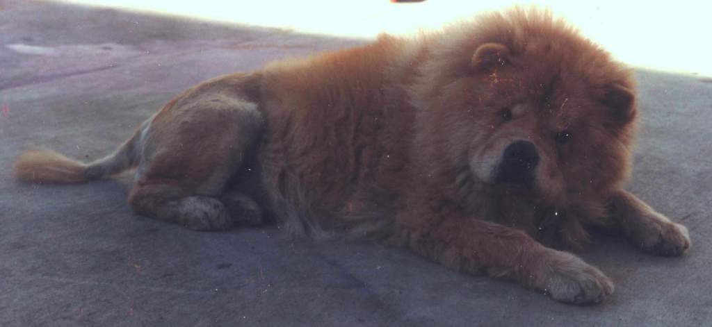 Taz my old Chow dog girl 1986 10 yrs old.  She is in "lion cut" as I got tired of grooming her every Saturday for 6 hrs ea time.  Old dogs need a brea