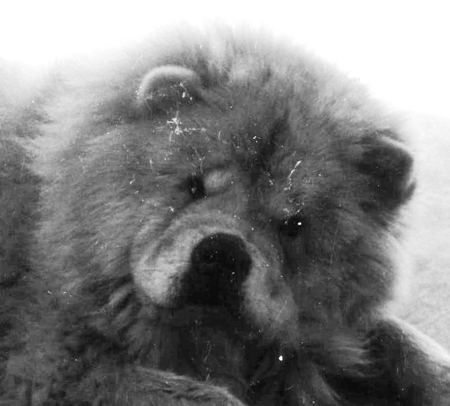 Taz my old Chow dog girl 1986  grayscale head study