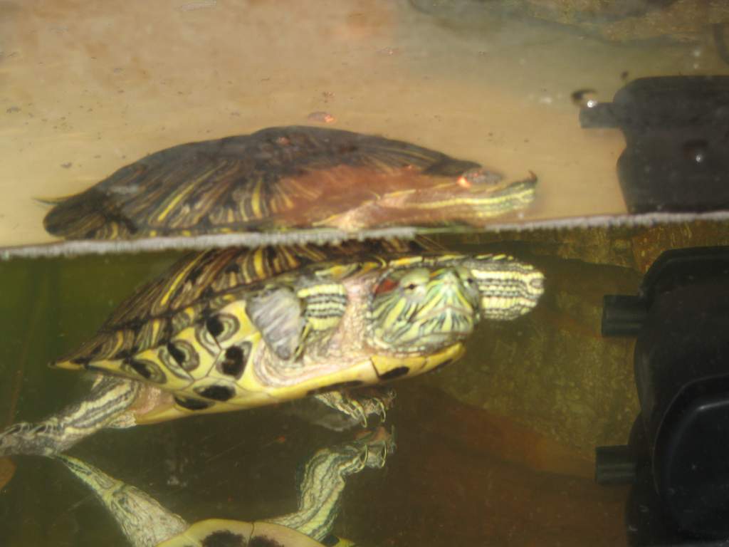 terd (17 yr old red ear slider)