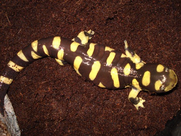 Texas Barred Tiger Salamander