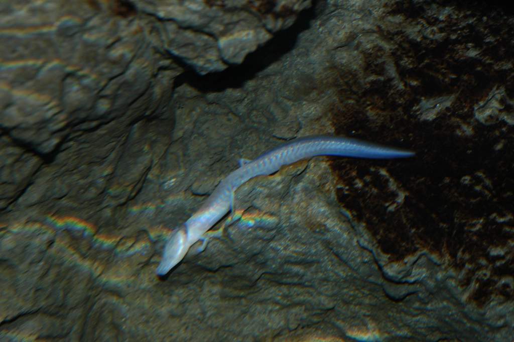 Texas blind cave salamander at Detroit Zoo