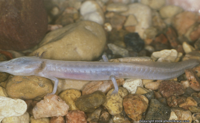 texas blind salamander 1