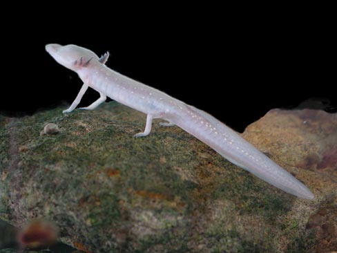 Texas blind salamander1