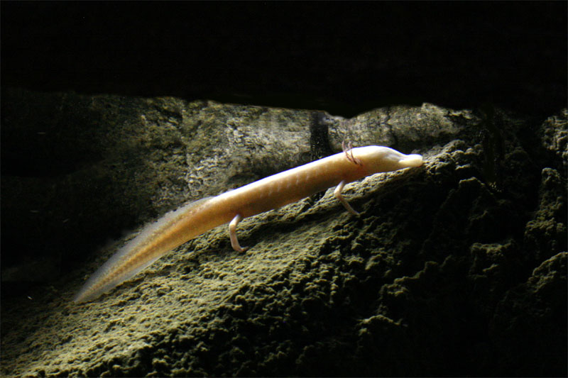 texas blind salamander21