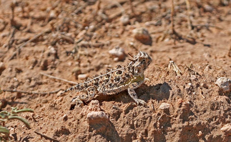 Texas horned lizard