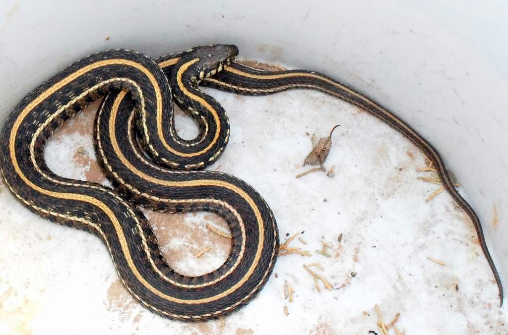 Thamnophis radix ,color variant 2