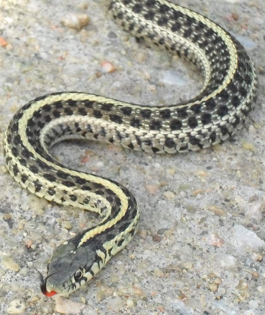 Thamnophis radix