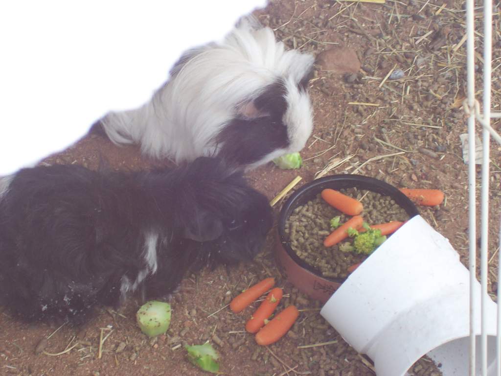 That white corner is snow & those veggies have been heated for extra comfort!