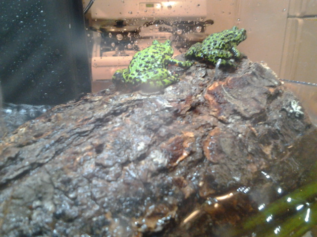 That's Cormet the frog (the smaller darker one) and Madison (the bigger lighter one)