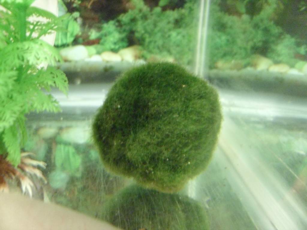 The amazing moss ball!