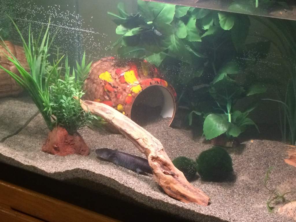 The awesome hideous 70s pirate vase hide and some faux driftwood.  Fake plants, real moss balls.