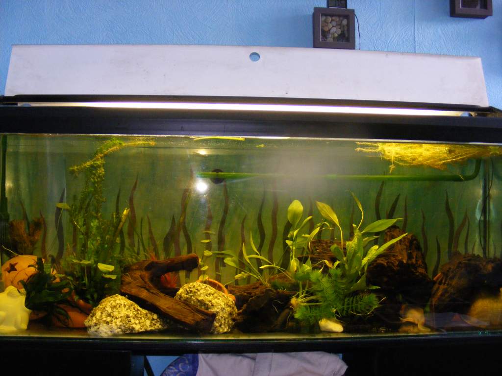 The axies tank today 28/7/09