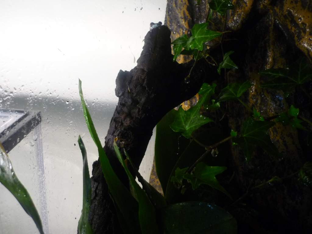 The 'basking stick'. I have an orchid and bromeliad (live) in the tank too