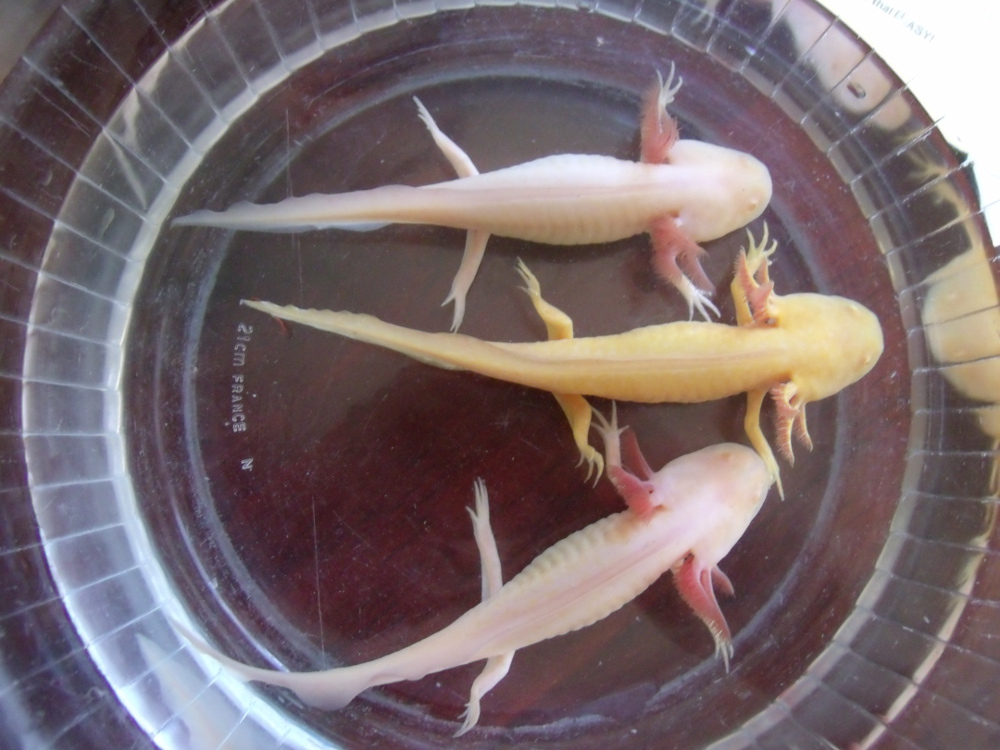 The big three, temporarily in a dish for photos and tank cleaning.