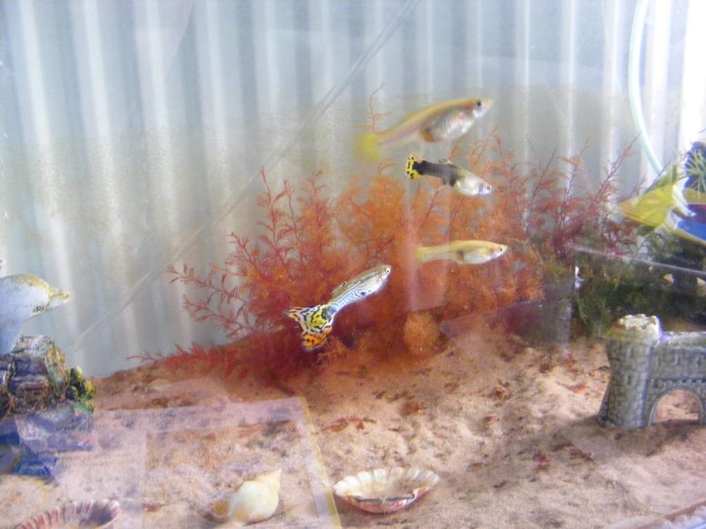 The 'breeder' guppies supposed to supply the axies with food. They don't supply many babies and the axies don't eat many! Oh well, they look pretty!