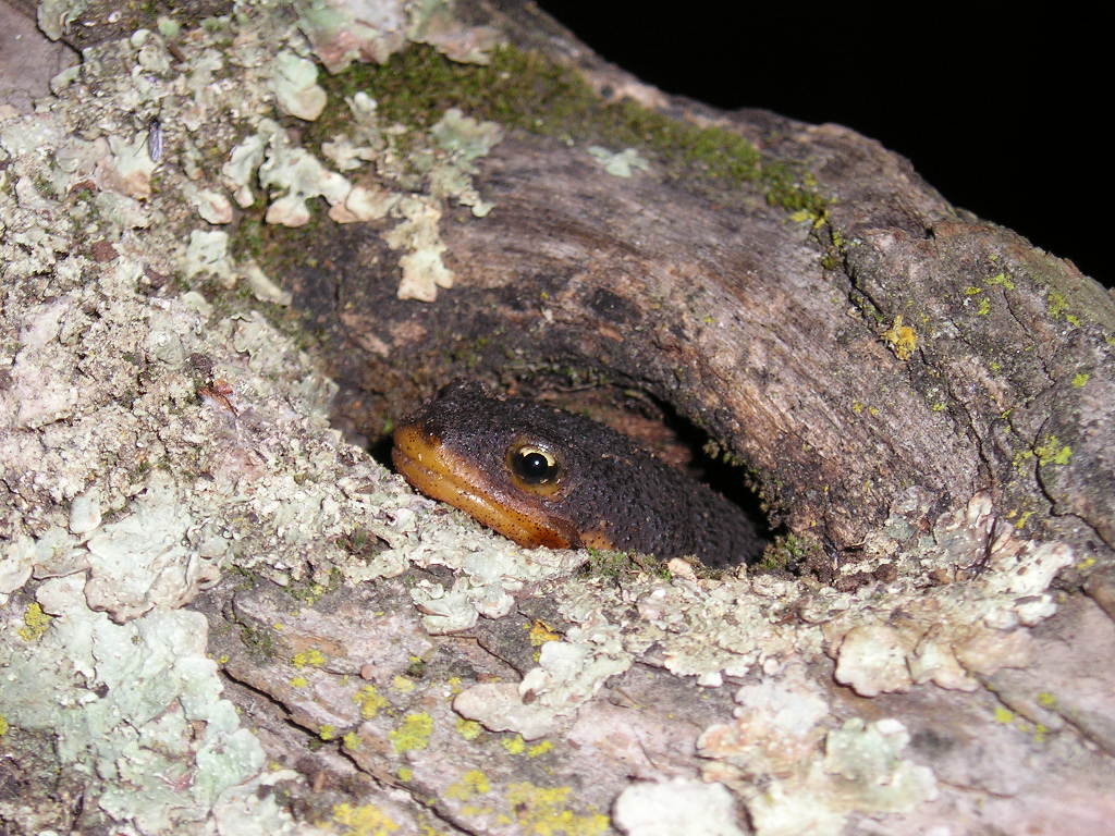 The California newt we have at the zoo, He likes to climb up the limbs and hide in tree holes...terribly cute!