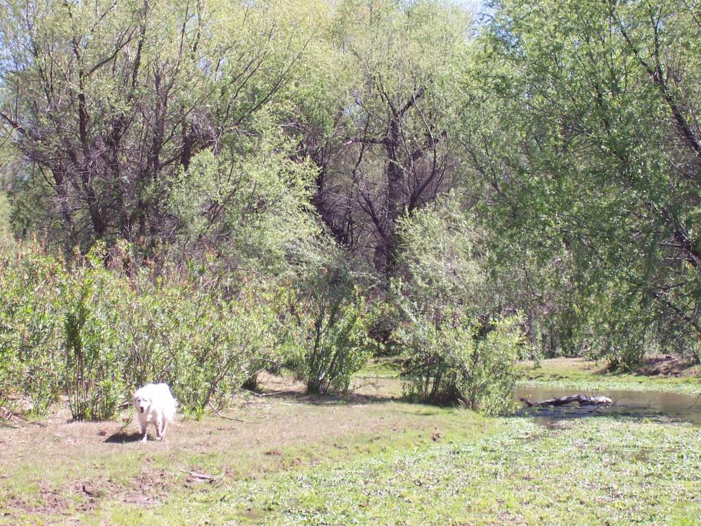 The clearing next to the creek.  This is open range land - that ground is pretty much made up of cow patties.