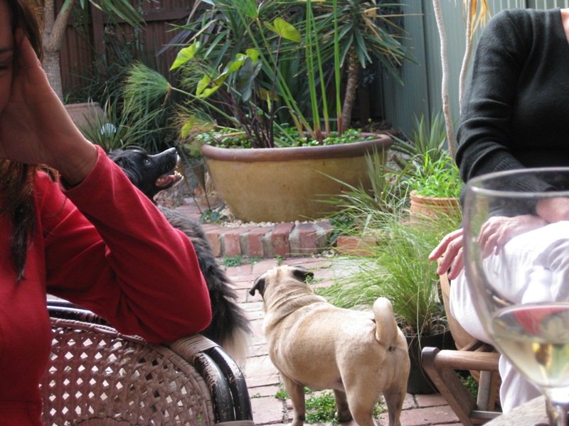 The 'cousins'.  My border collie, with my brother and sister in law's pug.