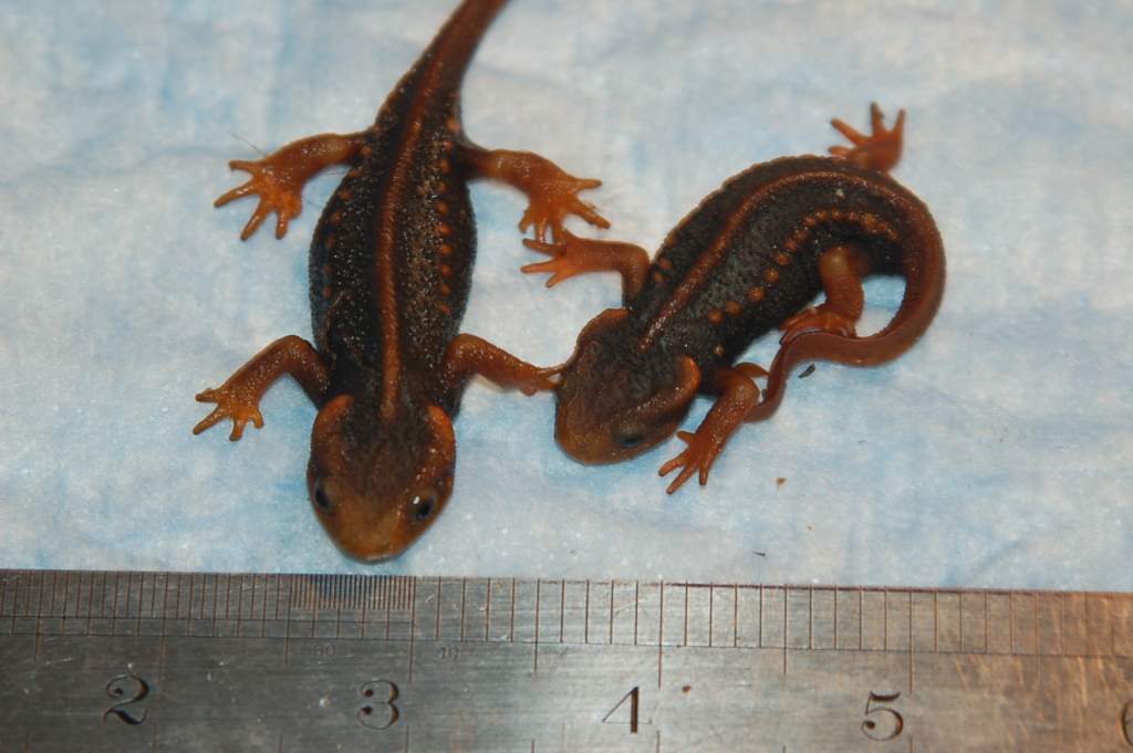 The cute little crocodile newts I was supposed to get... I wish they didn't get sick... :(