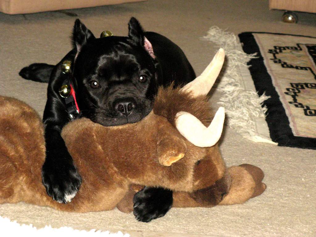 The cutest dog ever on her first Christmas....mauling her toy.