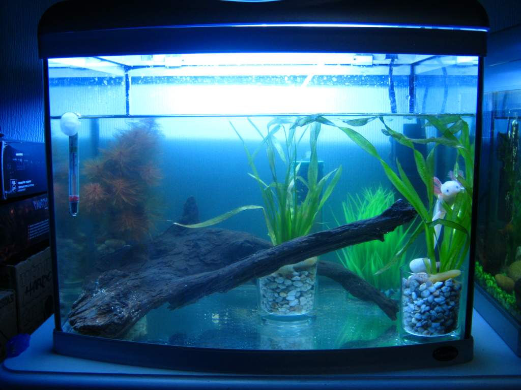 the fairly rubbish tank i bought...needs some modifications but will do for now...