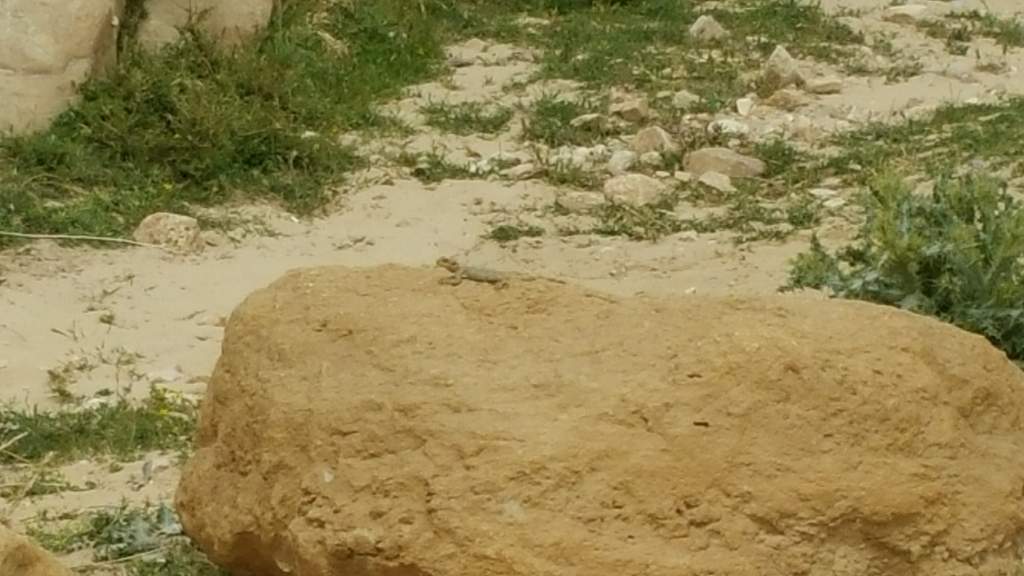 The first Starred agama on the trip, a distance away, but I zoomed in so you can see the lizard