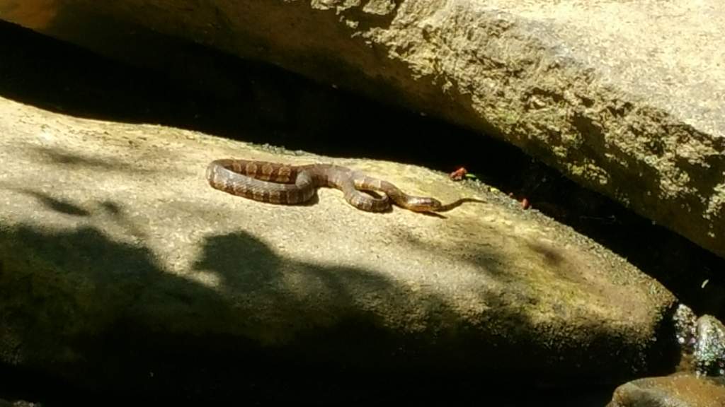 The first watersnake of the day. (Very happy about finding one) The second one I could not get a good photo of