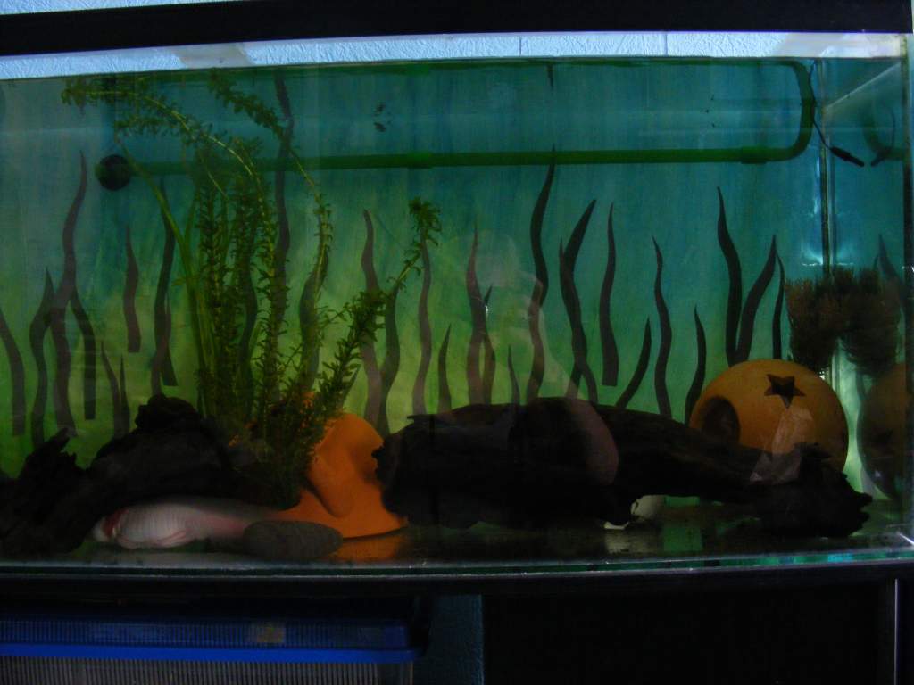 The four foot tank, now the 'boys' tank