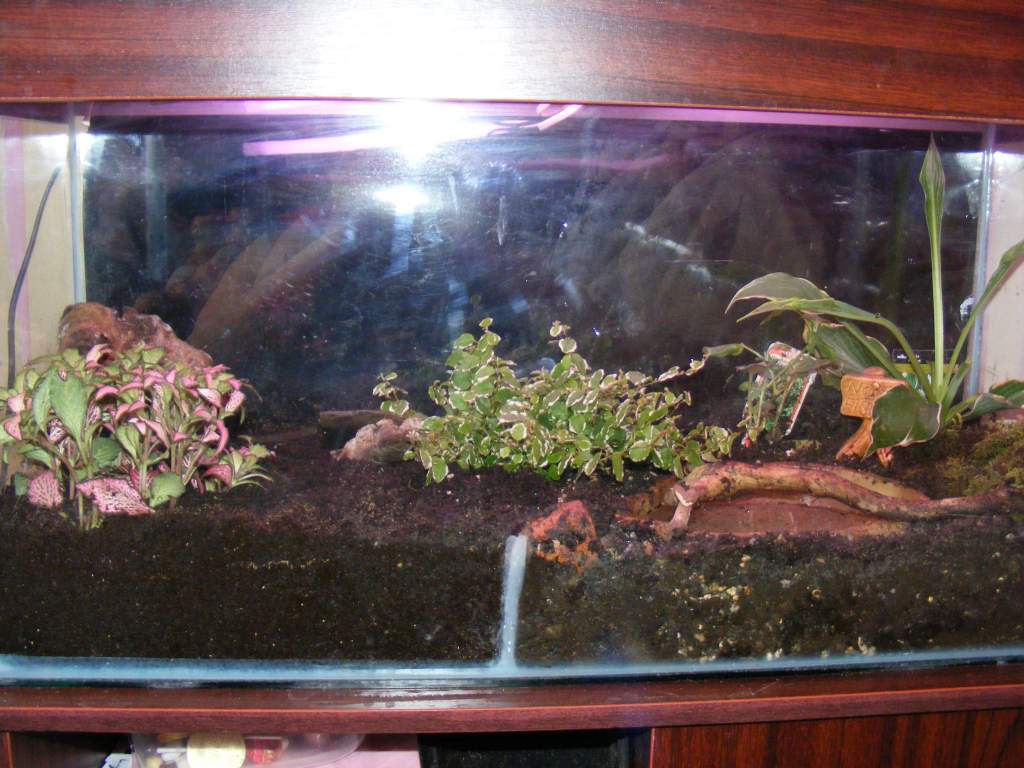 The frog tank just after we added the new plants (pink one at the front and green one in the middle)