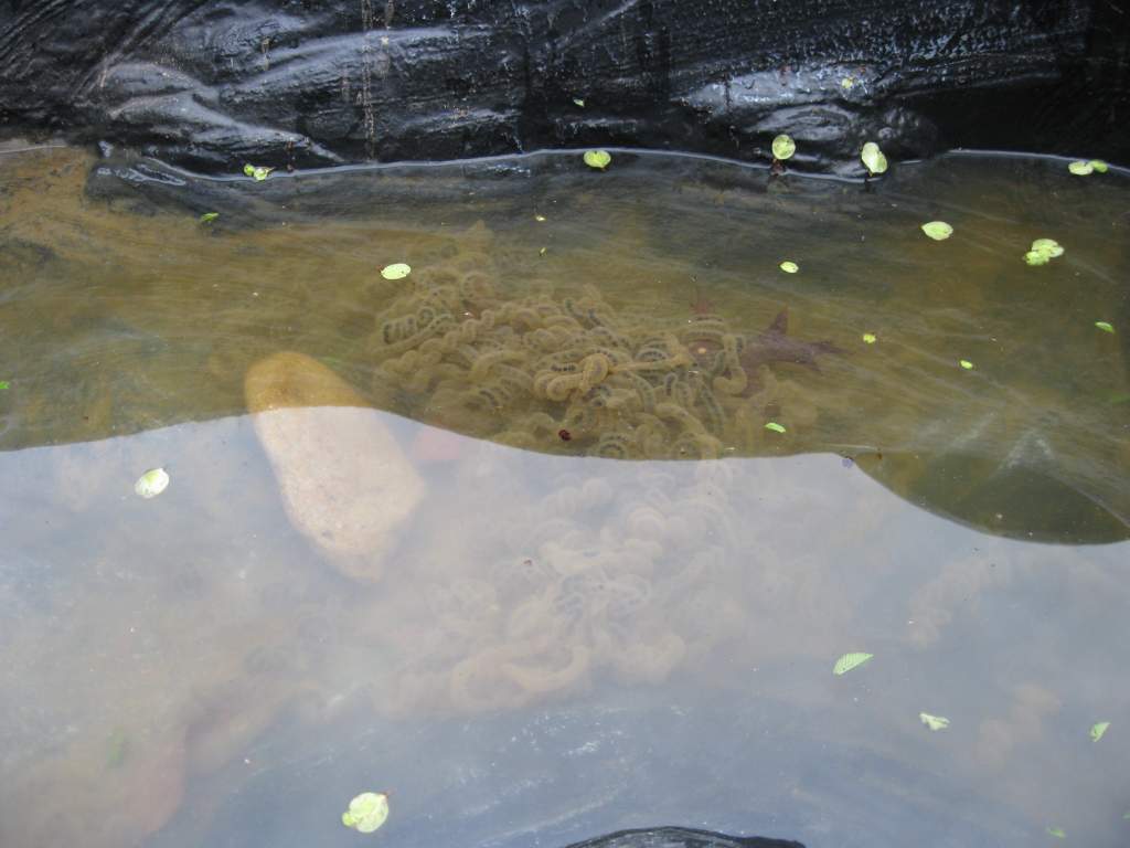 The fruits of my labor. I breed my American and Fowler's toads for their tadpoles to feed to my newts.