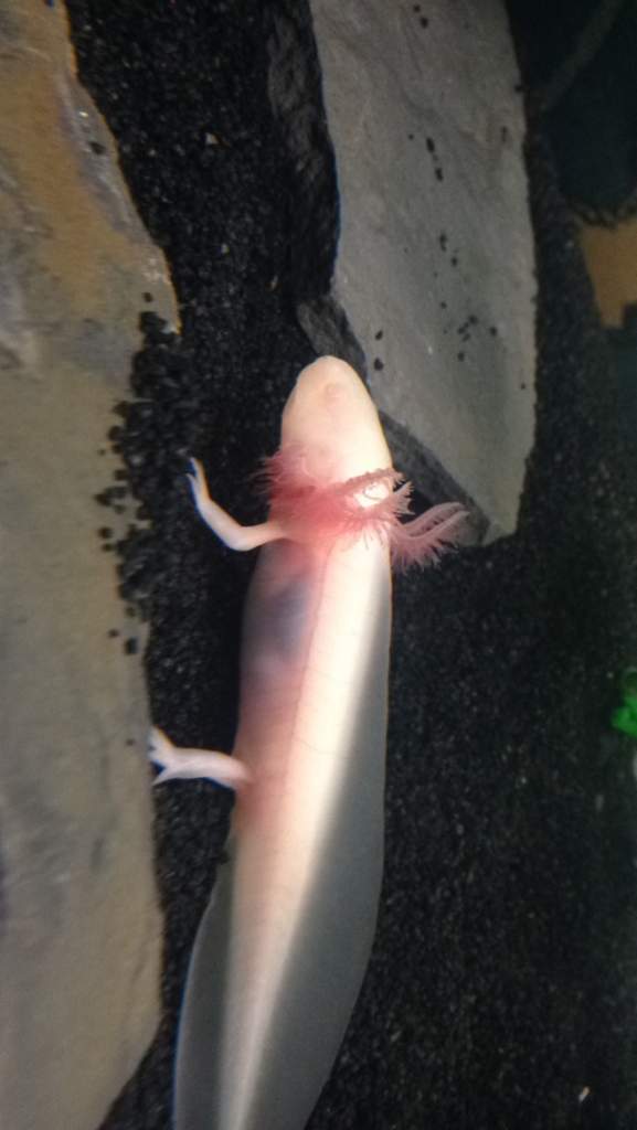 The gold eyed baby axolotl