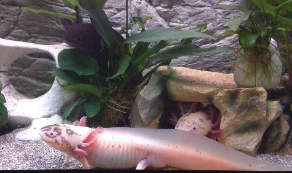 The guys hanging out together.
Dafydd (wild type in plant), Pringles (in hide) and El Bandito (at front)