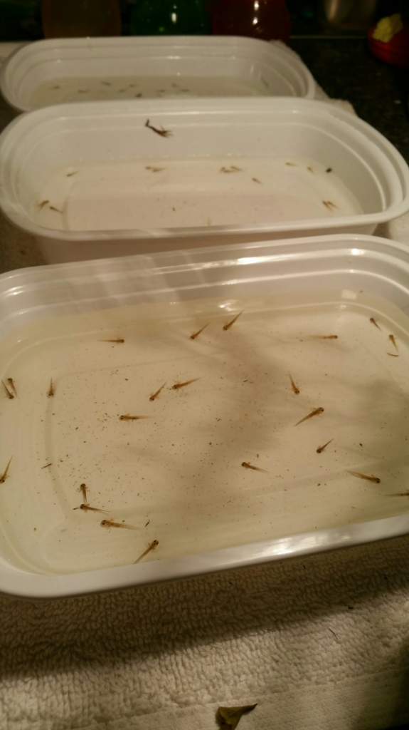 The larvae are growing, hanging out in these while I clean their bigger containers.